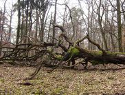 Abwechslungsreiche Route: Auf der Wanderroute kann man unterschiedliche Naturphänomene entdecken – von Urwaldrelikten bis hin zur werdenden Wildnis (Foto: Iris Dorn-Fehr)