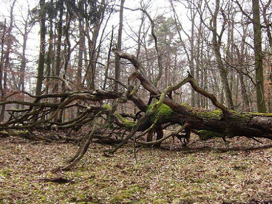 Abwechslungsreiche Route: Auf der Wanderroute kann man unterschiedliche Naturphänomene entdecken – von Urwaldrelikten bis hin zur werdenden Wildnis (Foto: Iris Dorn-Fehr)