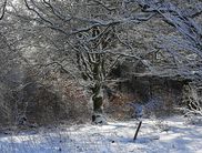 Nationalpark im Winter: Vorbei an urigen Buchen geht die Rangerwanderung auf dem Urwaldsteig direkt ins Weltnaturerbe (Foto: Nationalpark Kellerwald-Edersee)