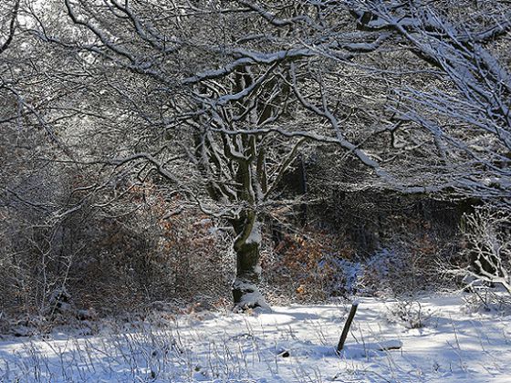Nationalpark im Winter: Vorbei an urigen Buchen geht die Rangerwanderung auf dem Urwaldsteig direkt ins Weltnaturerbe (Foto: Nationalpark Kellerwald-Edersee)