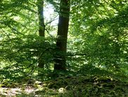 Schöne Schatzkammer: Ein Teilgebiet des Nationalparks Kellerwald-Edersee wurde 2011 als UNESCO-Weltnaturerbe geadelt und besticht durch seine natürlichen Schätze – den wertvollen urigen Buchenbeständen (Foto: Nationalpark Kellerwald-Edersee)