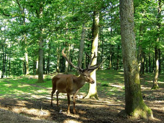 Hirsch im Wildgehege Dodenau