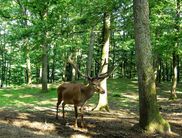 Hirsch im Wildgehege Dodenau