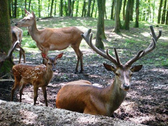Kitz im Wildgehege Dodenau