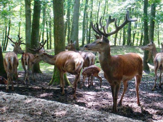Rotwild im Wildgehege Dodenau
