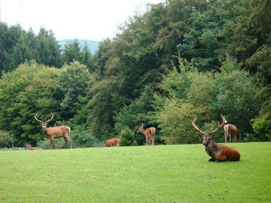 Wiese im Wildgehege Dodenau