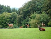 Wiese im Wildgehege Dodenau