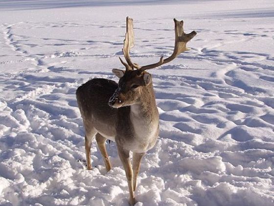 Winter im Wildgehege Dodenau