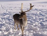 Winter im Wildgehege Dodenau