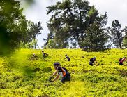 Die Mountainbiker schwingen das Zepter in Willingen und Umgebung (Foto: Henning Anderer)