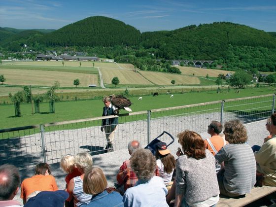 Die Greifvogelschau im Wild- und Freizeitpark Willingen