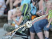 Eine Eule im Flug im Wild- und Freizeitpark Willingen